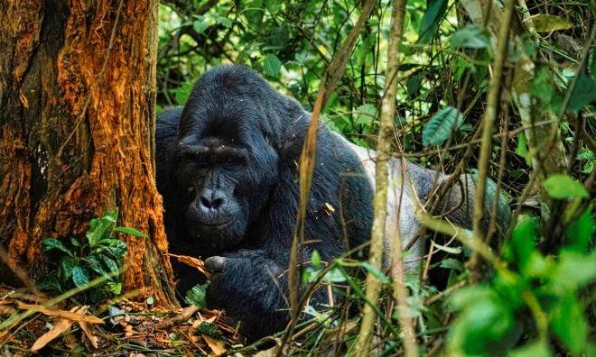 Best Gorilla Trekking Safaris in Uganda