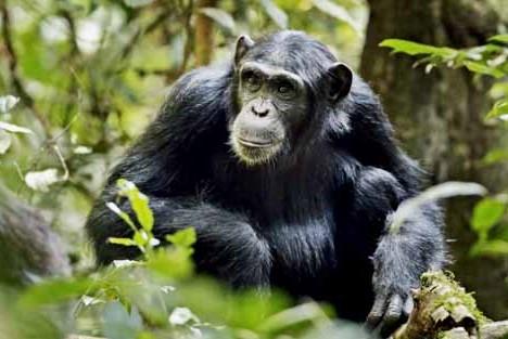 What you should Expect while trekking for Chimpanzees