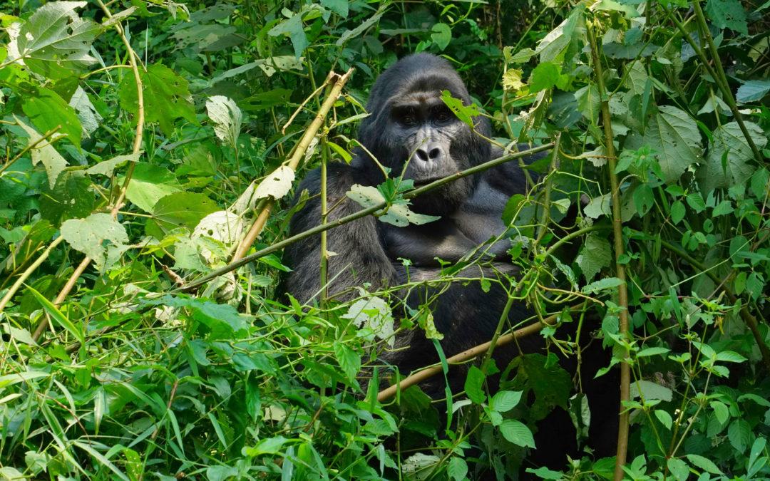 Top Reasons to go Gorilla Trekking in Uganda