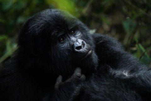 Exploring the Endangered Mountain Gorilla Population - LFT Adventures