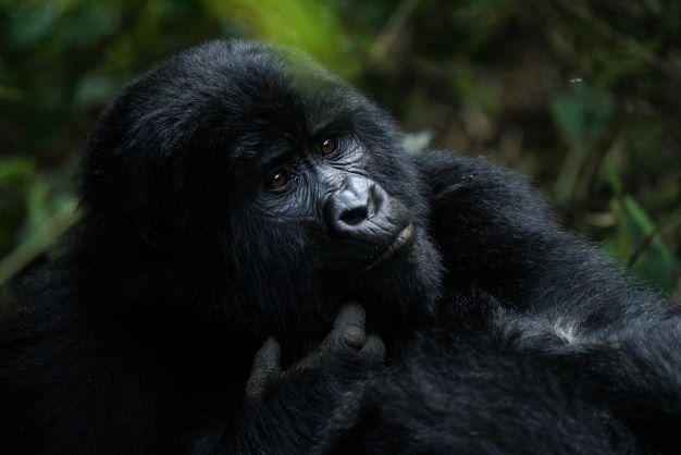 Exploring the Endangered Mountain Gorilla Population