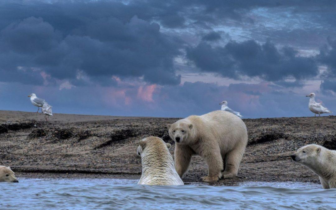 Exploring the Arctic: Where to See Polar Bears in the Wild